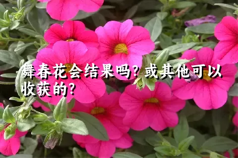 舞春花会结果吗？或其他可以收获的？