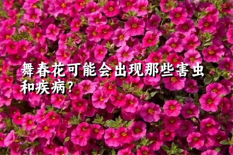 舞春花可能会出现那些害虫和疾病？