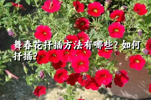 舞春花扦插方法有哪些？如何扦插？