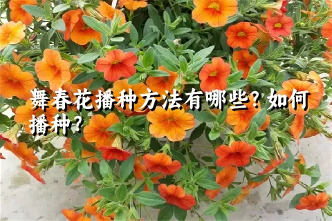 舞春花播种方法有哪些？如何播种？