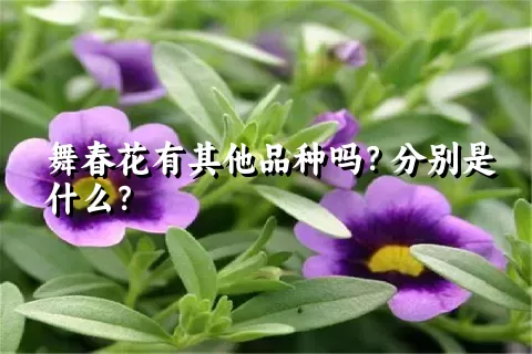 舞春花有其他品种吗？分别是什么？