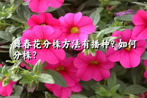 舞春花分株方法有播种？如何分株？