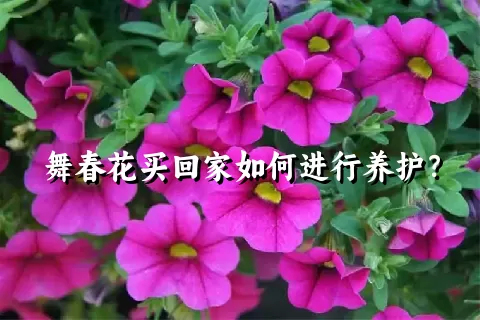 舞春花买回家如何进行养护？