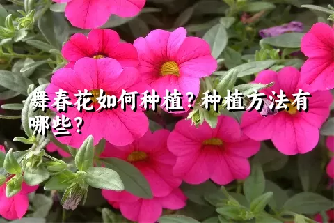 舞春花如何种植？种植方法有哪些？