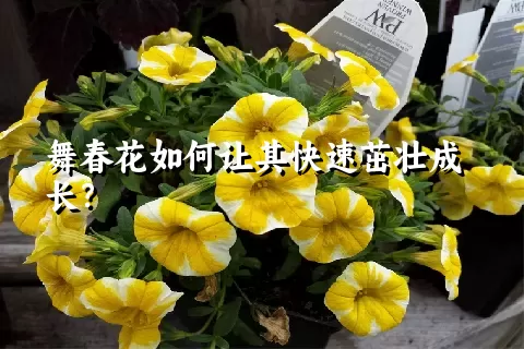 舞春花如何让其快速茁壮成长？