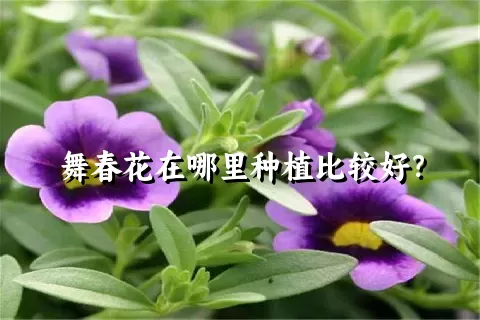 舞春花在哪里种植比较好？