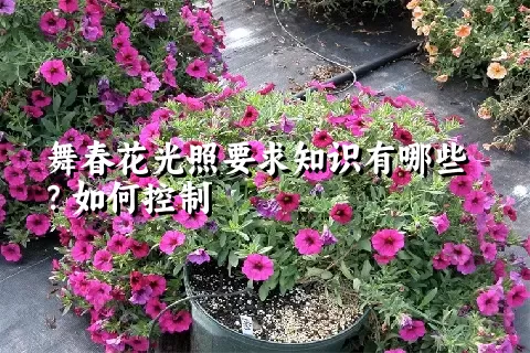 舞春花光照要求知识有哪些？如何控制