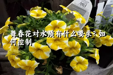 舞春花对水质有什么要求？如何控制