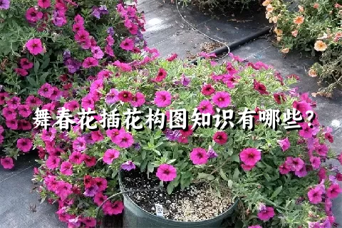 舞春花插花构图知识有哪些？