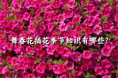 舞春花插花季节知识有哪些？