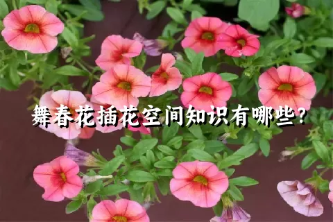 舞春花插花空间知识有哪些？