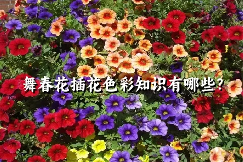 舞春花插花色彩知识有哪些？