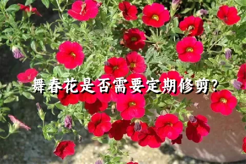 舞春花是否需要定期修剪？