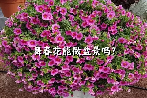 舞春花能做盆景吗？