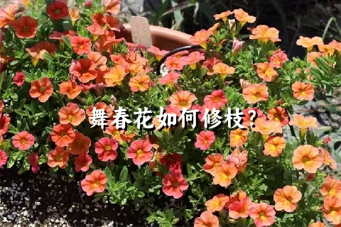 舞春花如何修枝？