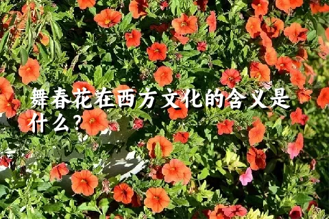 舞春花在西方文化的含义是什么？