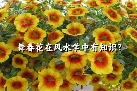 舞春花在风水学中有知识？