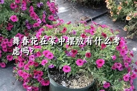 舞春花在家中摆放有什么考虑吗？