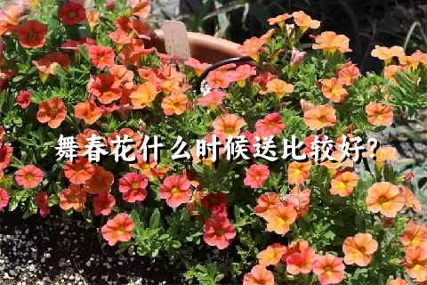 舞春花什么时候送比较好？