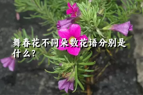 舞春花不同朵数花语分别是什么？