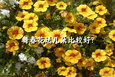 舞春花送几朵比较好？