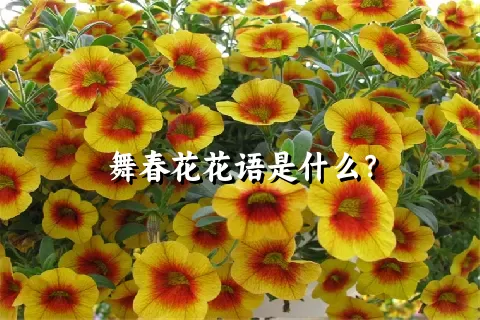 舞春花花语是什么？