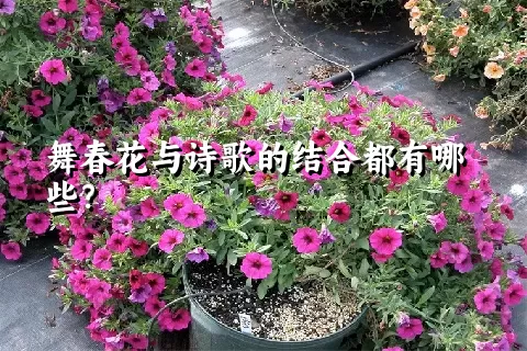 舞春花与诗歌的结合都有哪些？