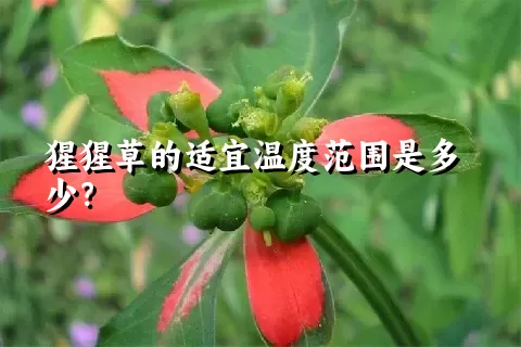 猩猩草的适宜温度范围是多少？