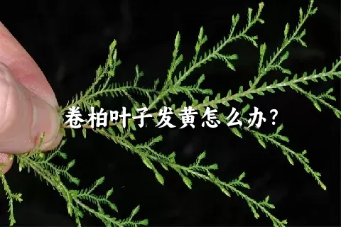 卷柏叶子发黄怎么办？