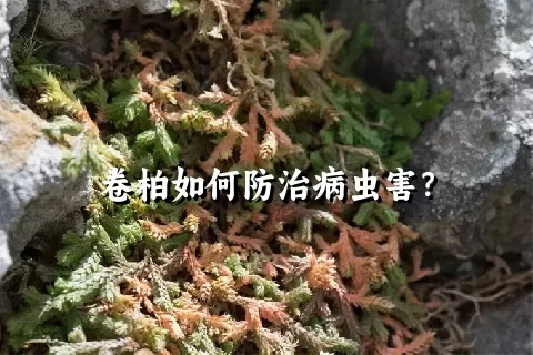 卷柏如何防治病虫害？