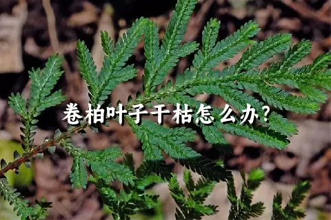 卷柏叶子干枯怎么办？