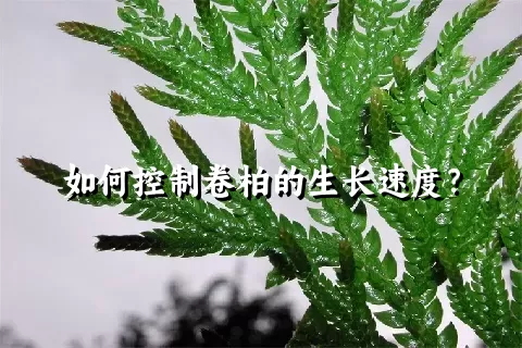 如何控制卷柏的生长速度？