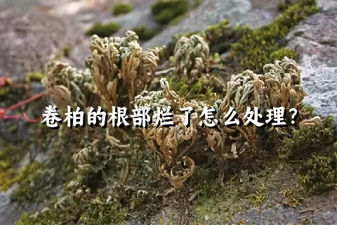 卷柏的根部烂了怎么处理？