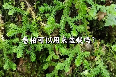 卷柏可以用来盆栽吗？