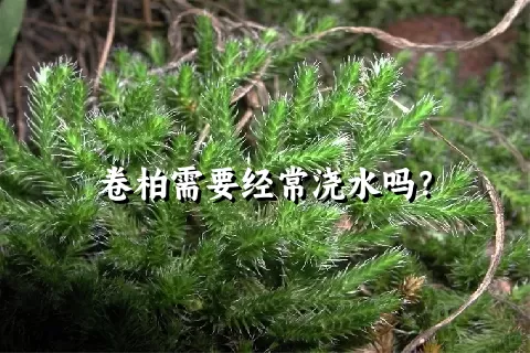 卷柏需要经常浇水吗？