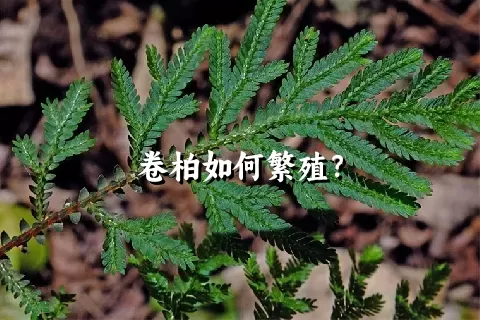 卷柏如何繁殖？