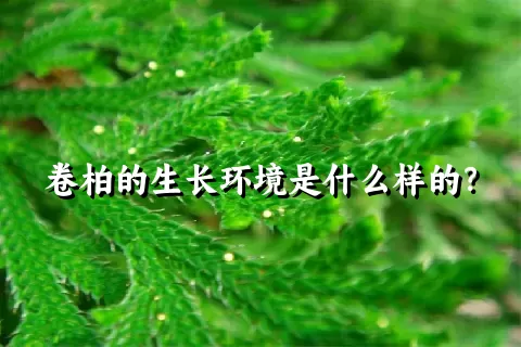 卷柏的生长环境是什么样的？