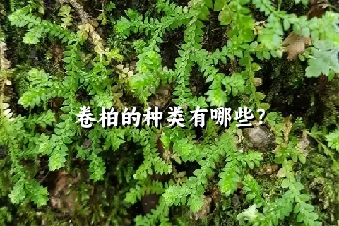 卷柏的种类有哪些？