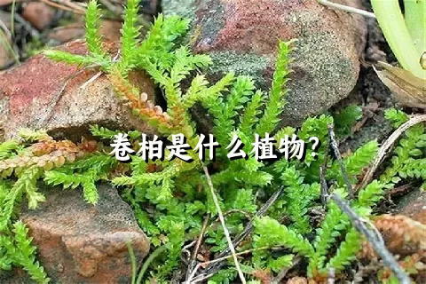 卷柏是什么植物？