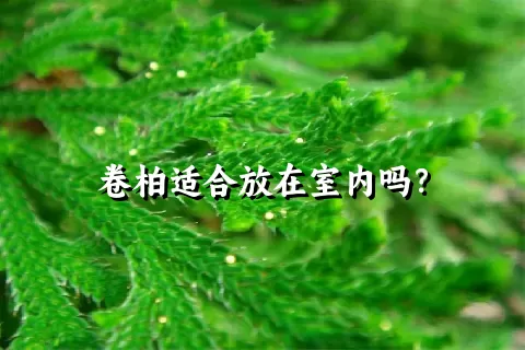 卷柏适合放在室内吗？