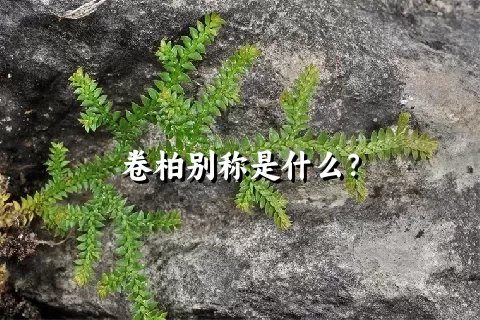 卷柏别称是什么？