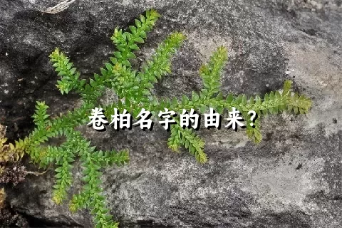 卷柏名字的由来？