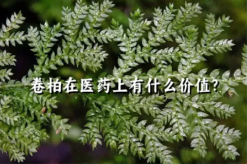 卷柏在医药上有什么价值？