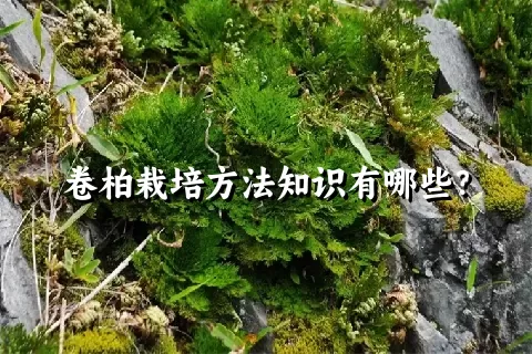 卷柏栽培方法知识有哪些？