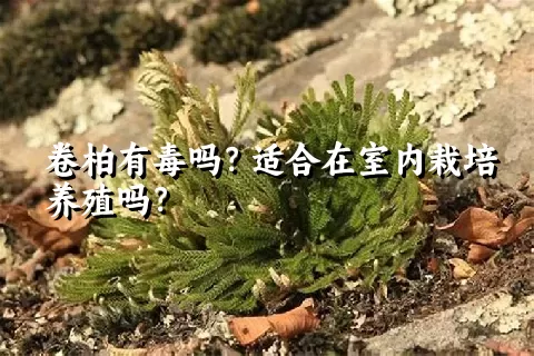 卷柏有毒吗？适合在室内栽培养殖吗？