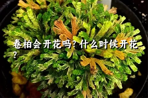 卷柏会开花吗？什么时候开花？