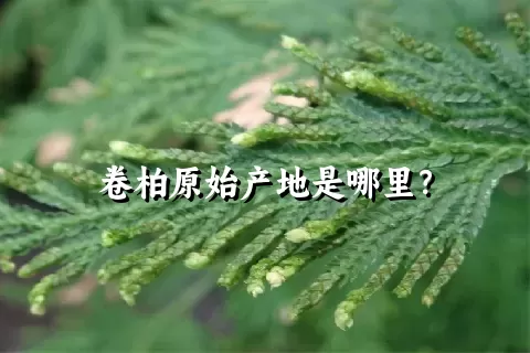 卷柏原始产地是哪里？