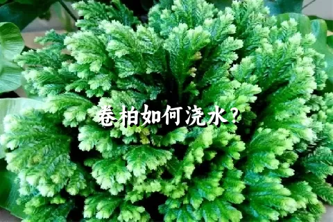 卷柏如何浇水？