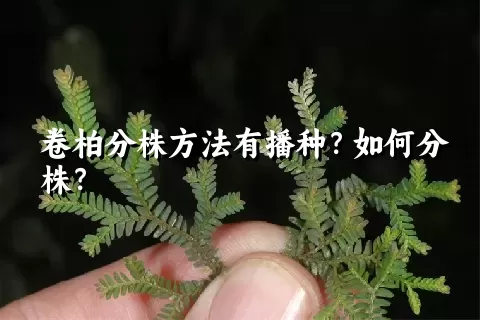 卷柏分株方法有播种？如何分株？