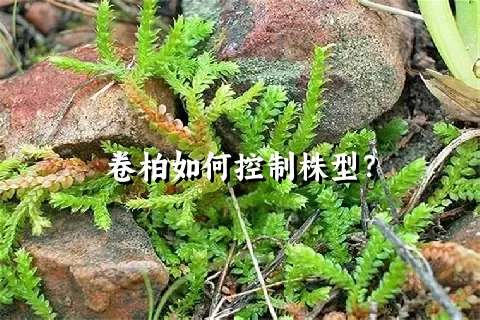 卷柏如何控制株型？